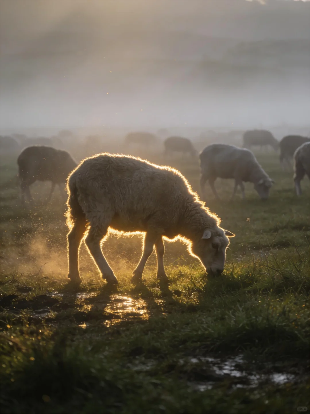 致前行者：草原有诺，后方可依