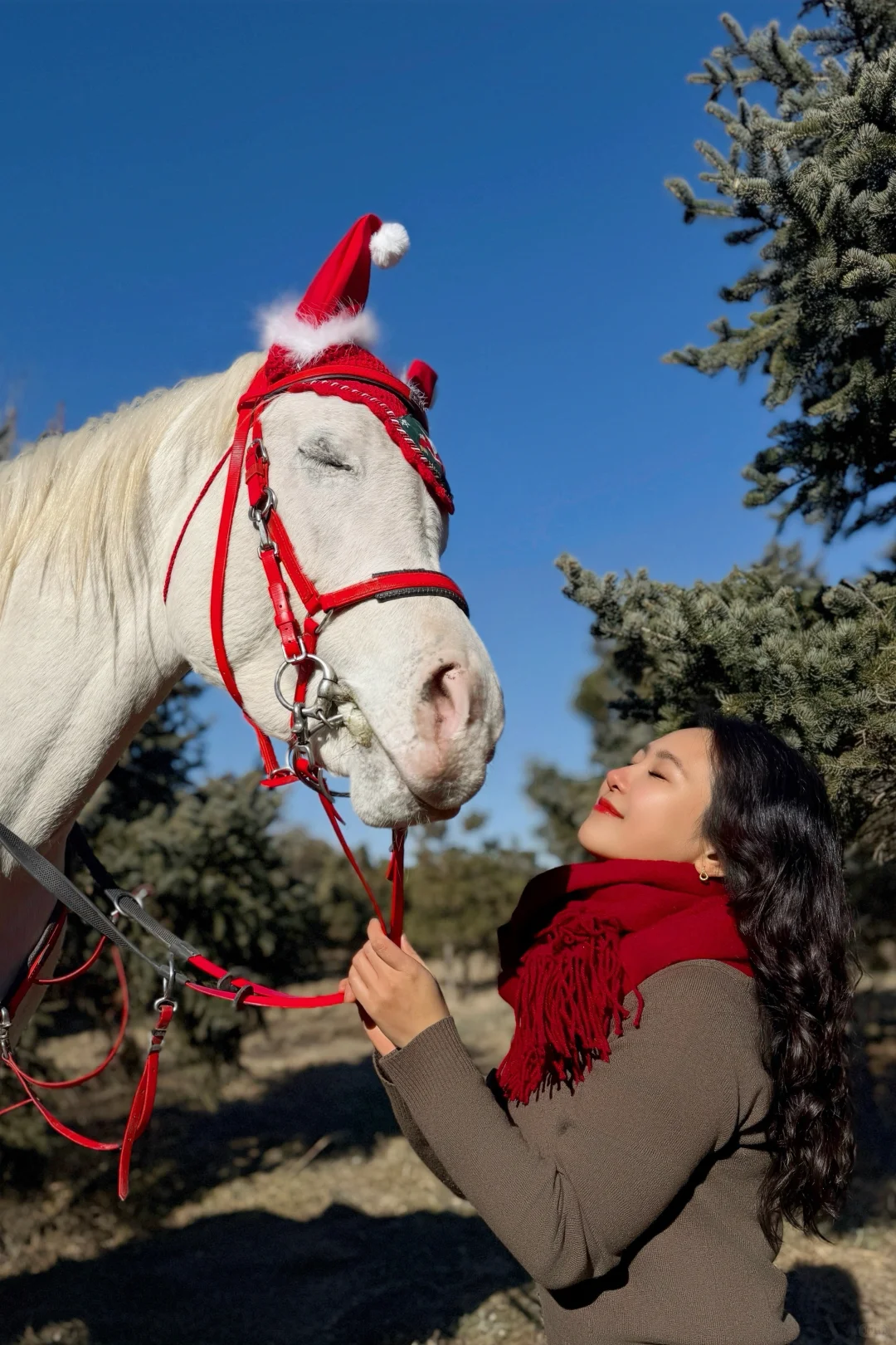 圣诞马术写真?｜圣诞快乐