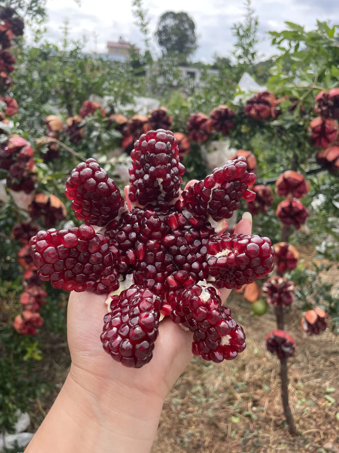 我爸说，卖了也比烂了强，1个1块左右