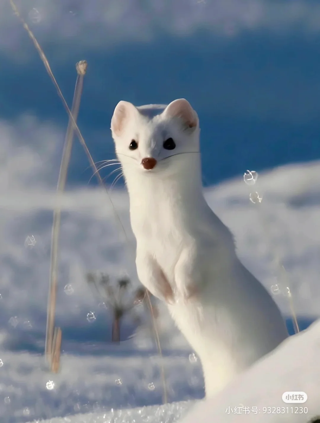 白鼬真是世界上最可爱的动物啊