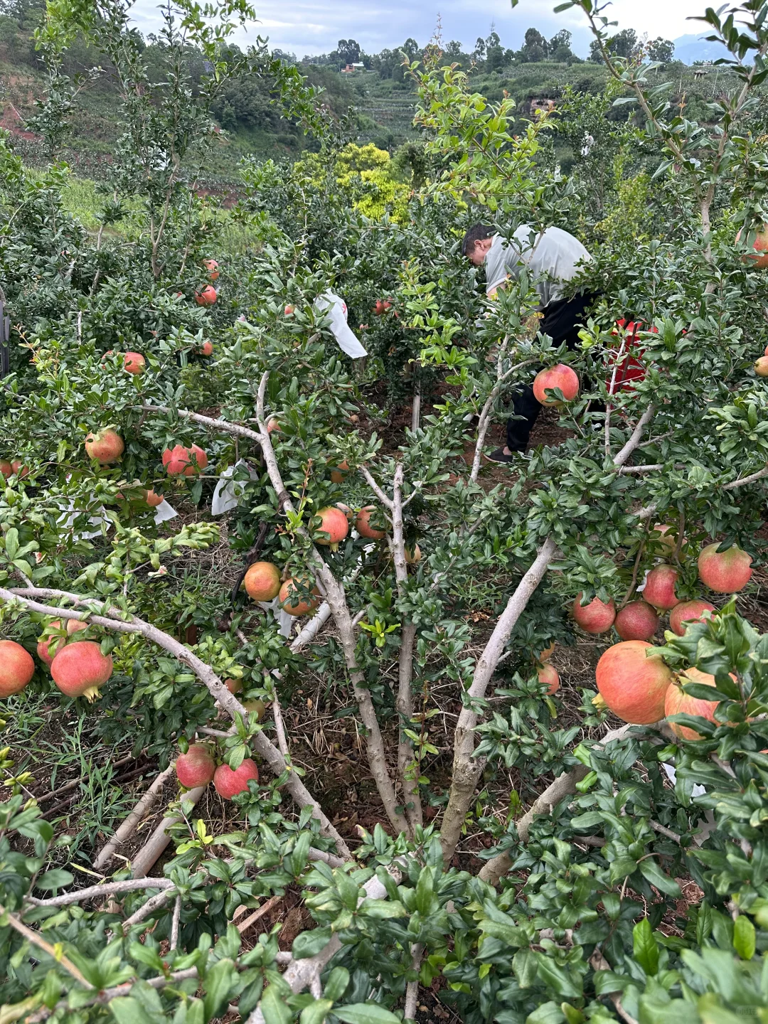 我爸说，卖了也比烂了强，1个1块左右