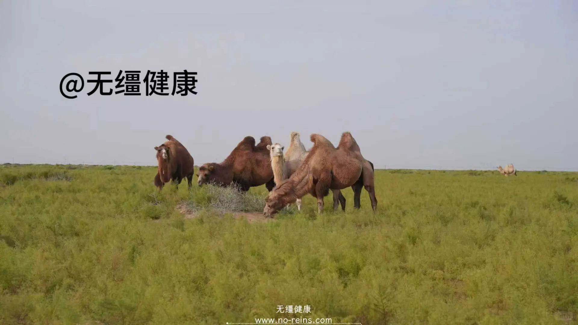 在沙漠腹地,我们找到了真正自由的奶