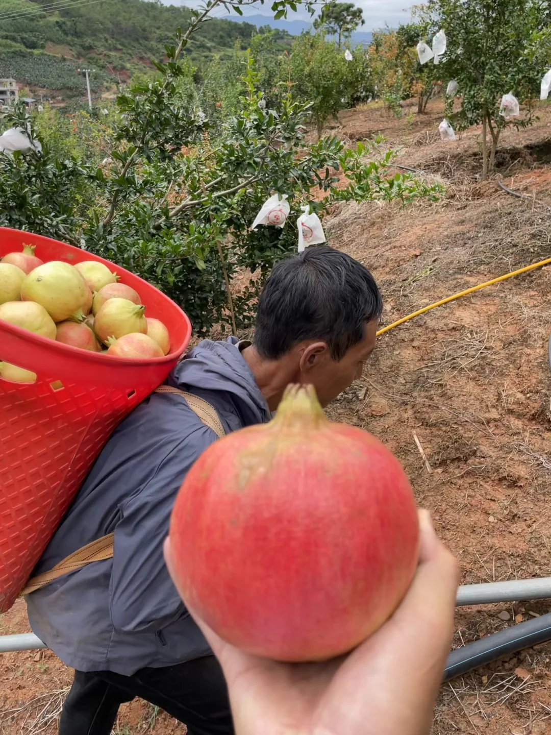 我爸说，卖了也比烂了强，1个1块左右