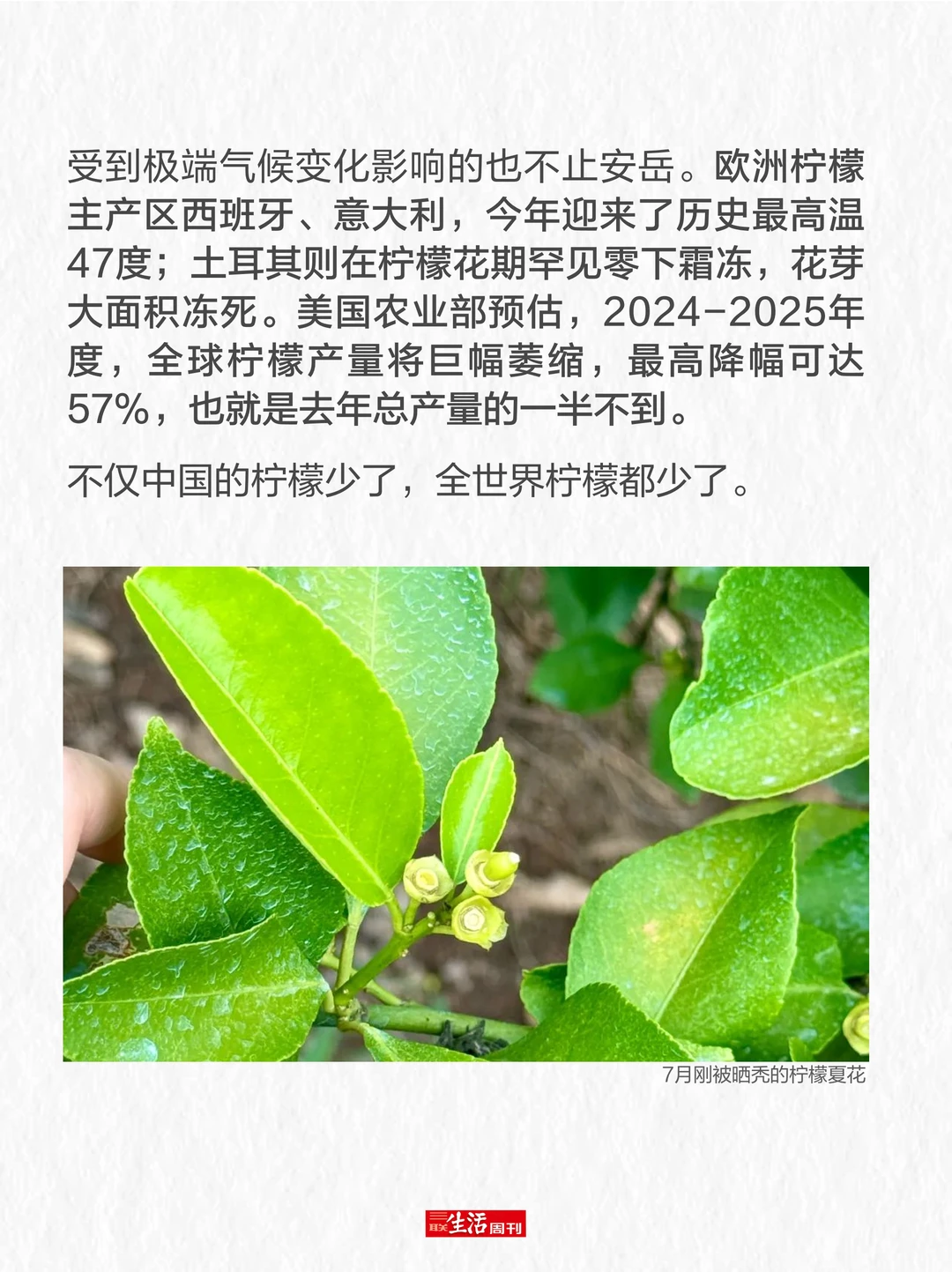 柠檬价格暴涨,我们要失去柠檬水自由了吗?