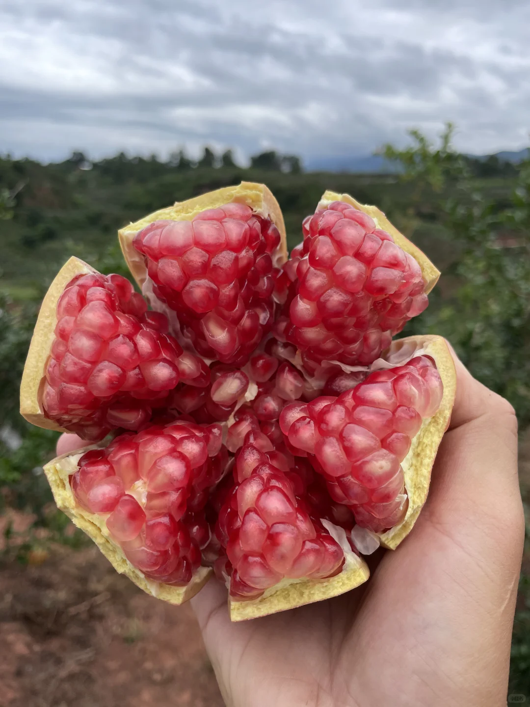 我爸说，卖了也比烂了强，1个1块左右