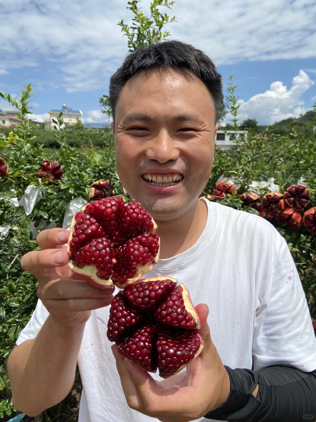 我爸说，卖了也比烂了强，1个1块左右