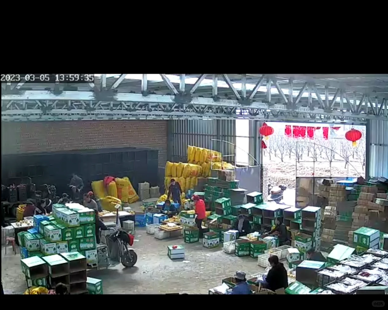 山西自家种的酥梨真的没人买吗