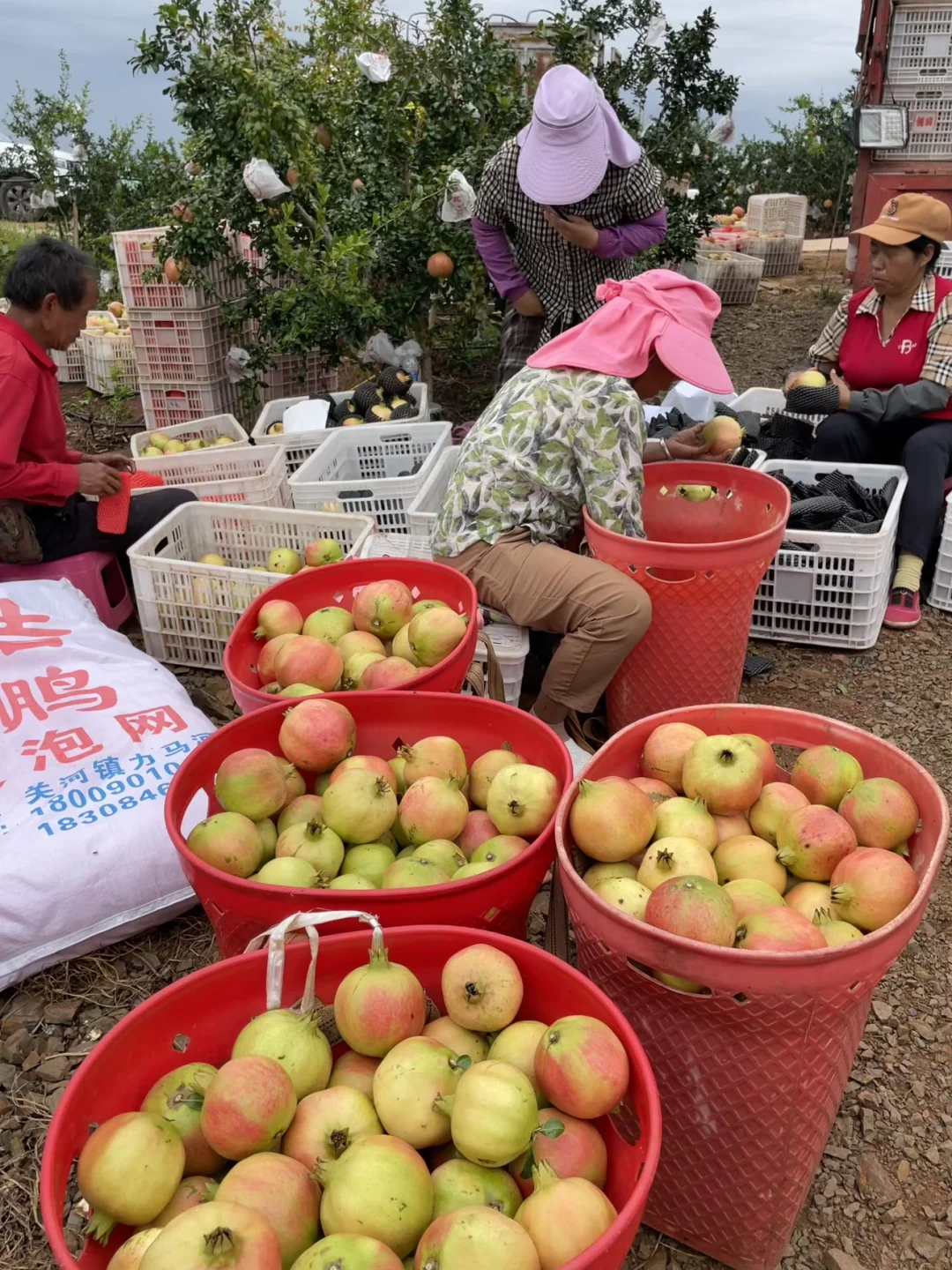 我爸说，卖了也比烂了强，1个1块左右