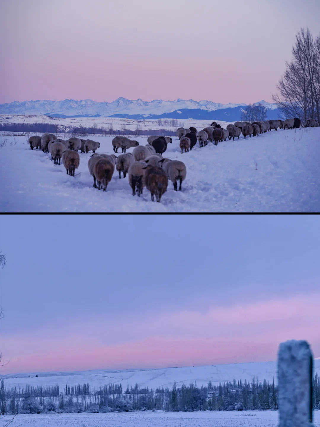 冬天去新疆玩该怎么选景点|伊犁or阿勒泰