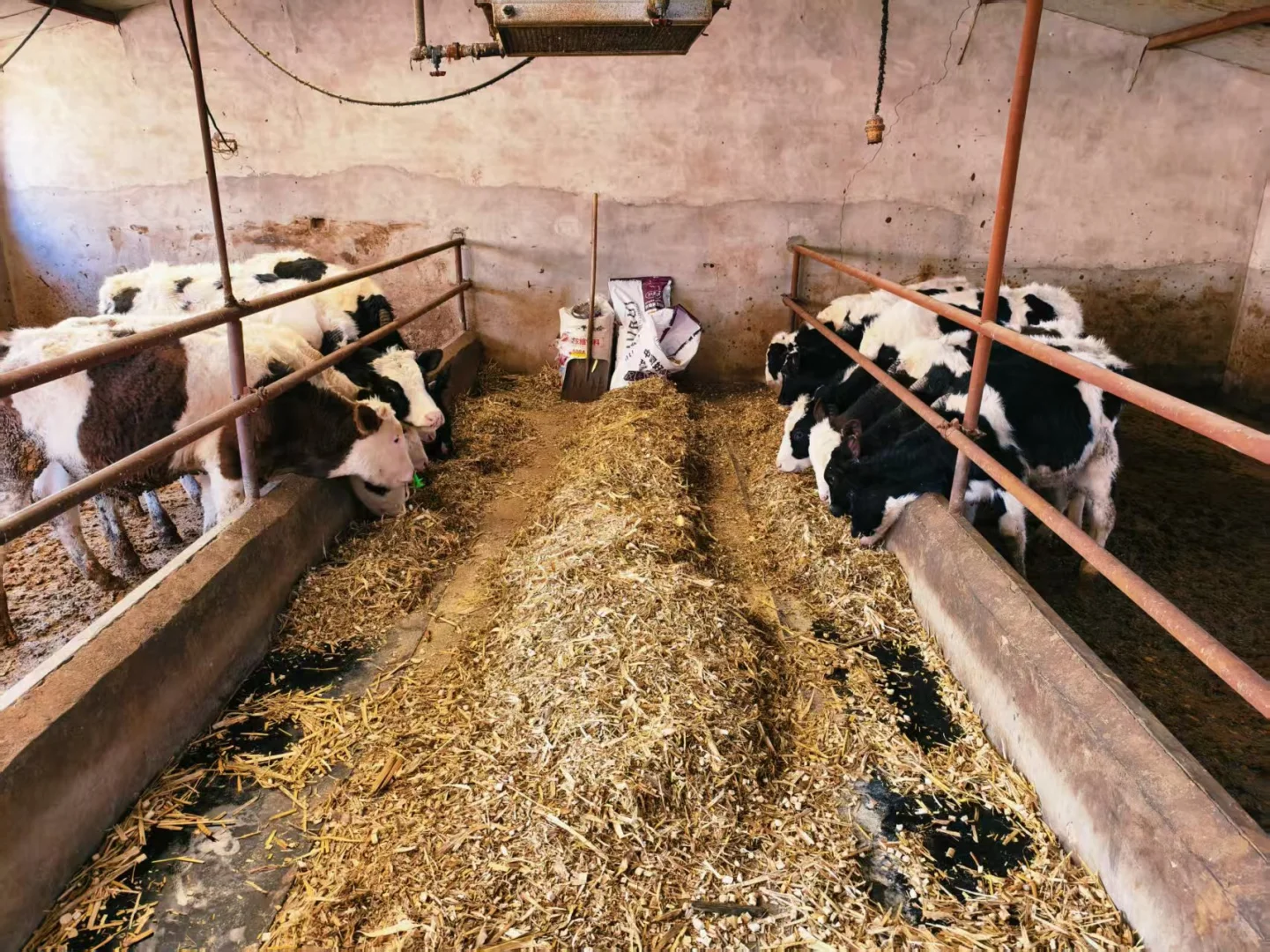 有奶牛的地方就是天堂～