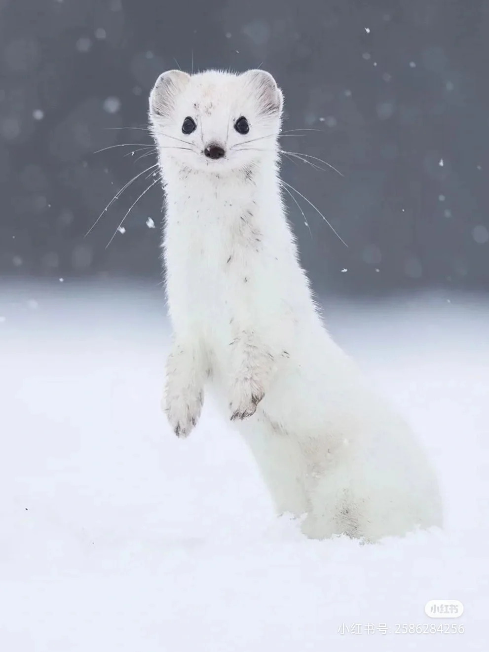 白鼬真是世界上最可爱的动物啊