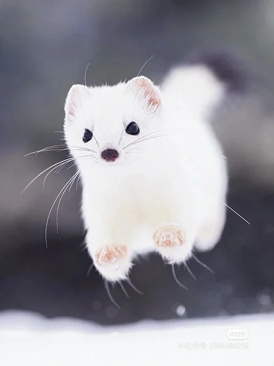 白鼬真是世界上最可爱的动物啊
