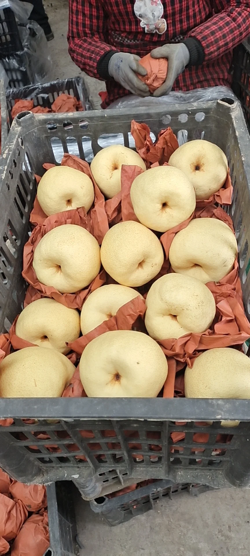 山西自家种的酥梨真的没人买吗