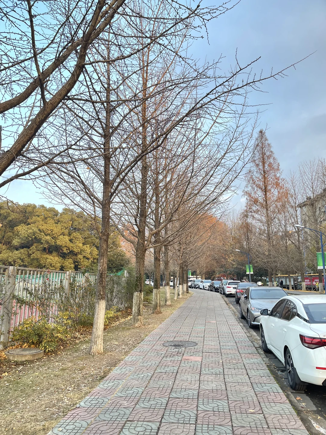 南京的秋天真的结束了