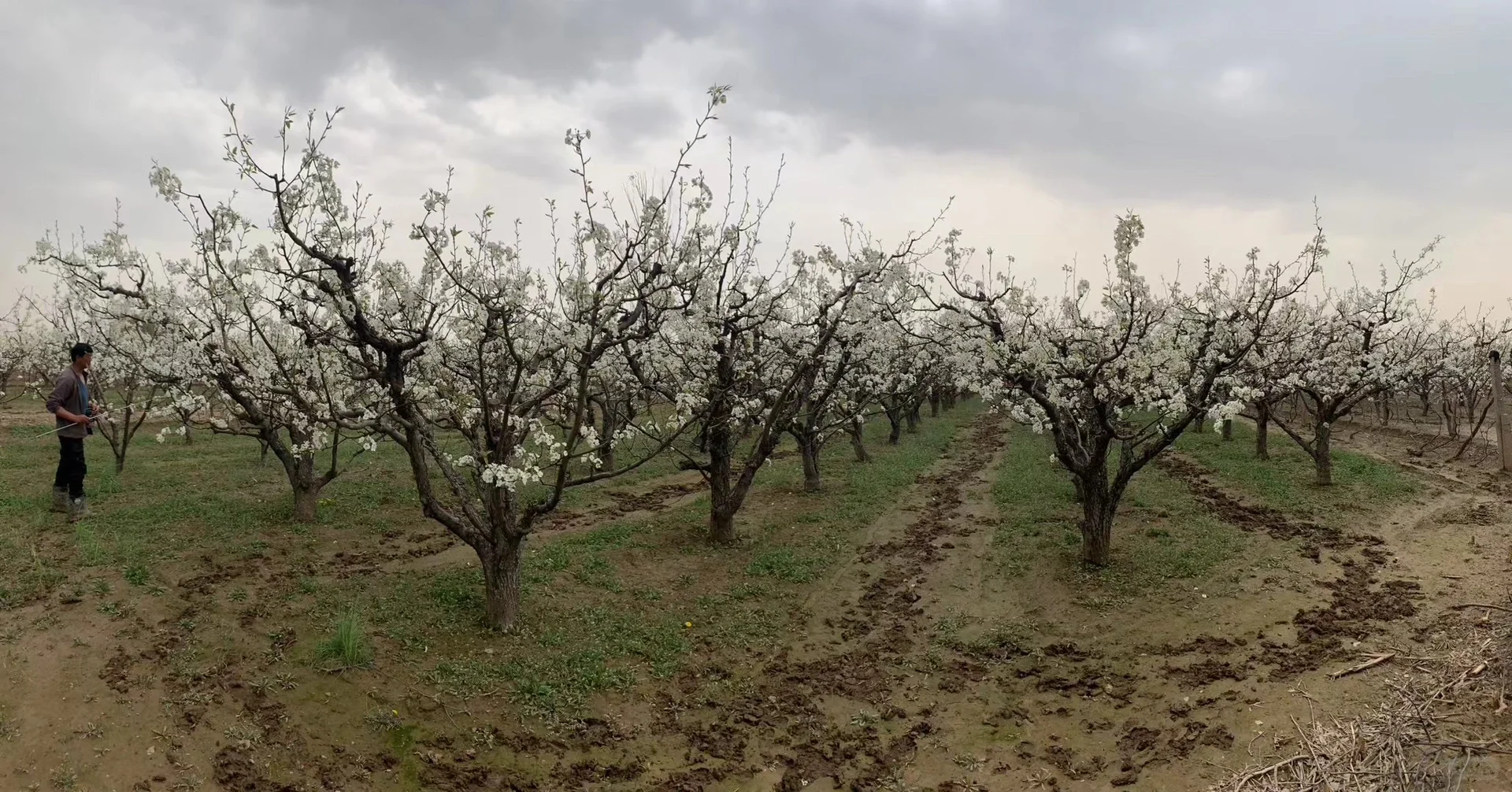 山西自家种的酥梨真的没人买吗