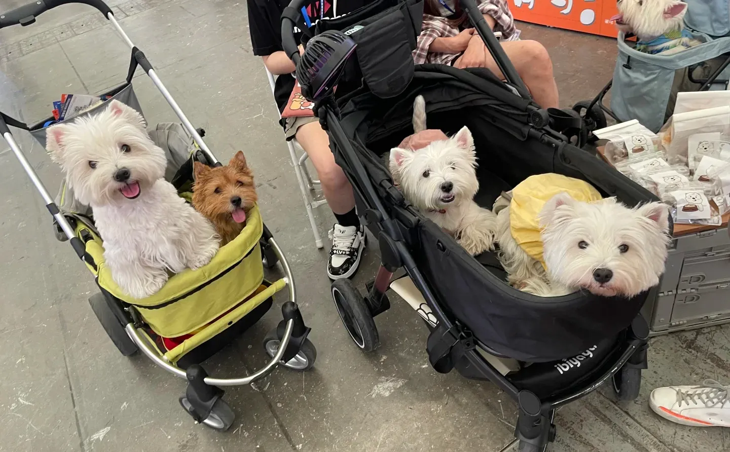 ⭐宠物行业人必看!境外参展保姆级攻略❗️