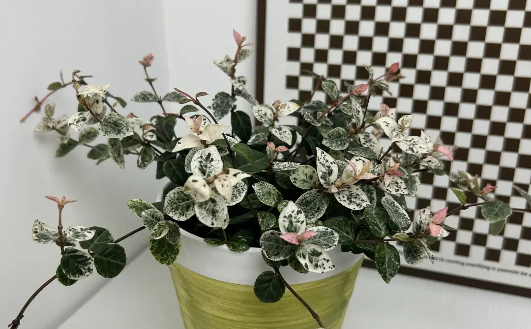 景德镇手作花盆｜把山野搬进家