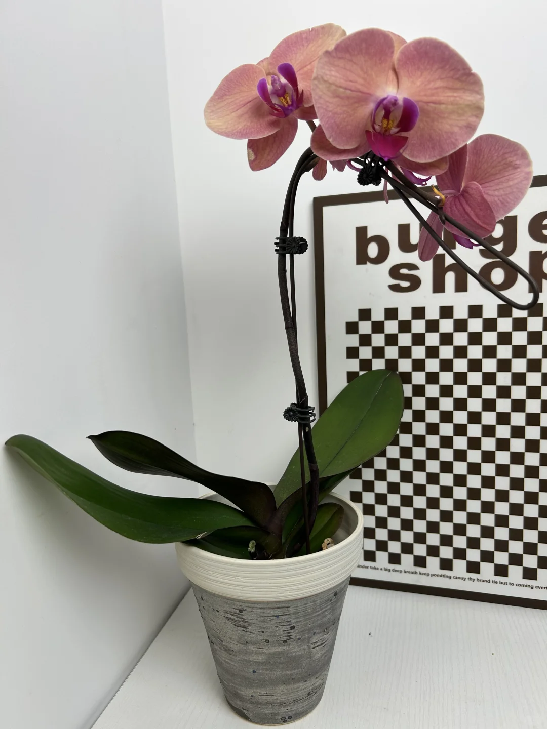 景德镇手作花盆｜把山野搬进家