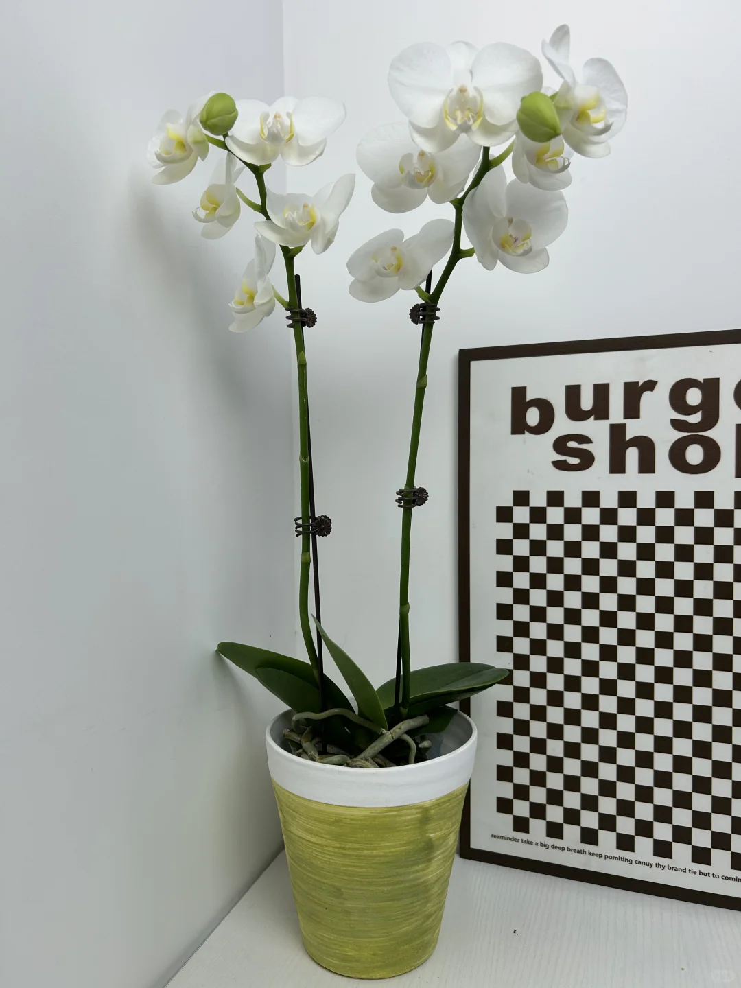 景德镇手作花盆｜把山野搬进家