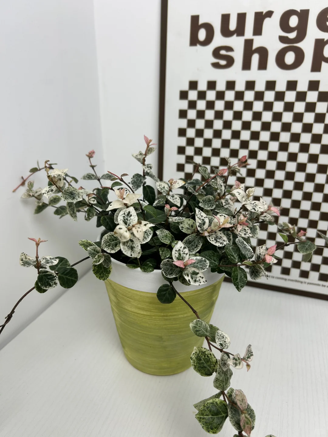 景德镇手作花盆｜把山野搬进家