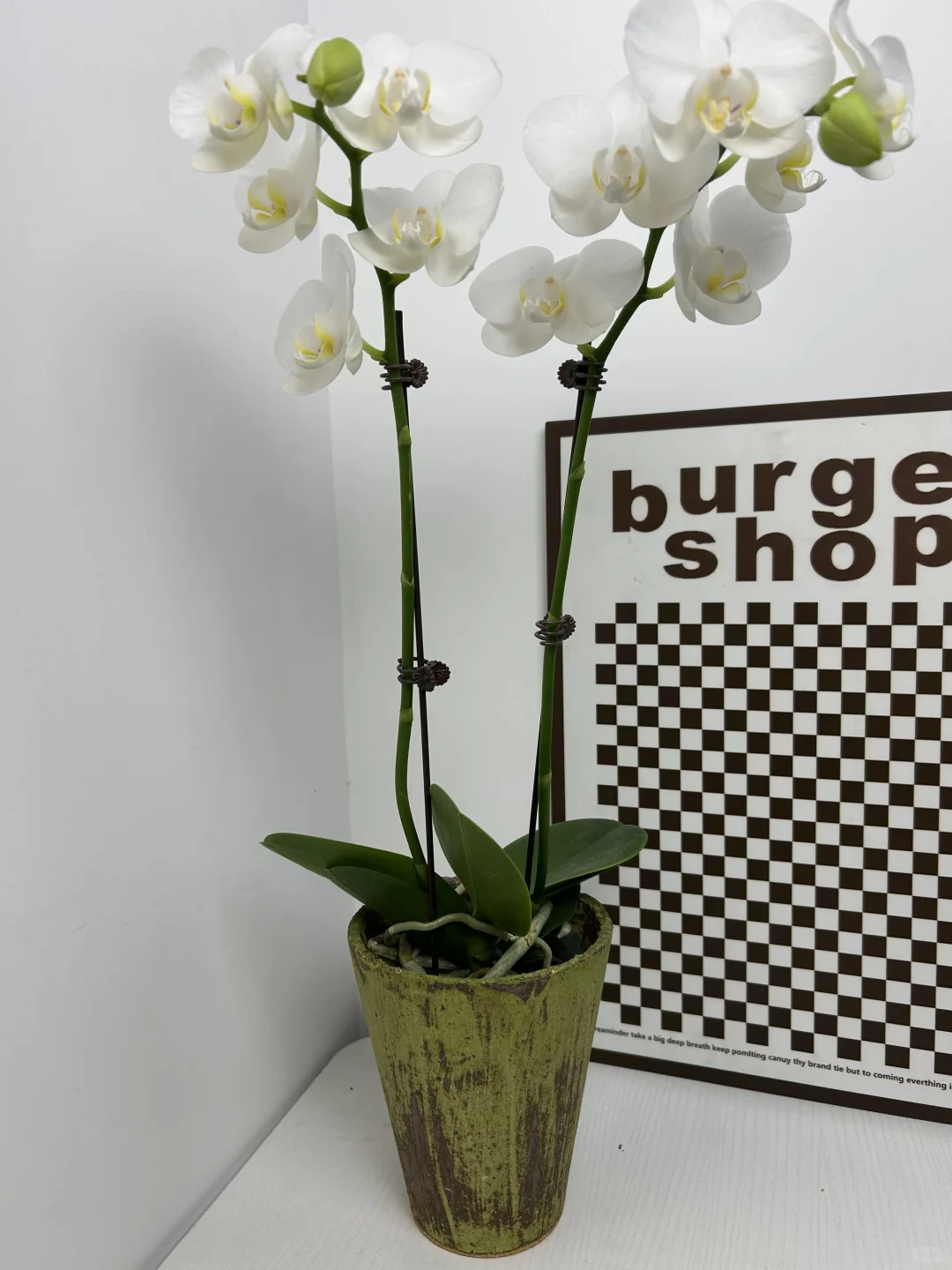 景德镇手作花盆｜把山野搬进家