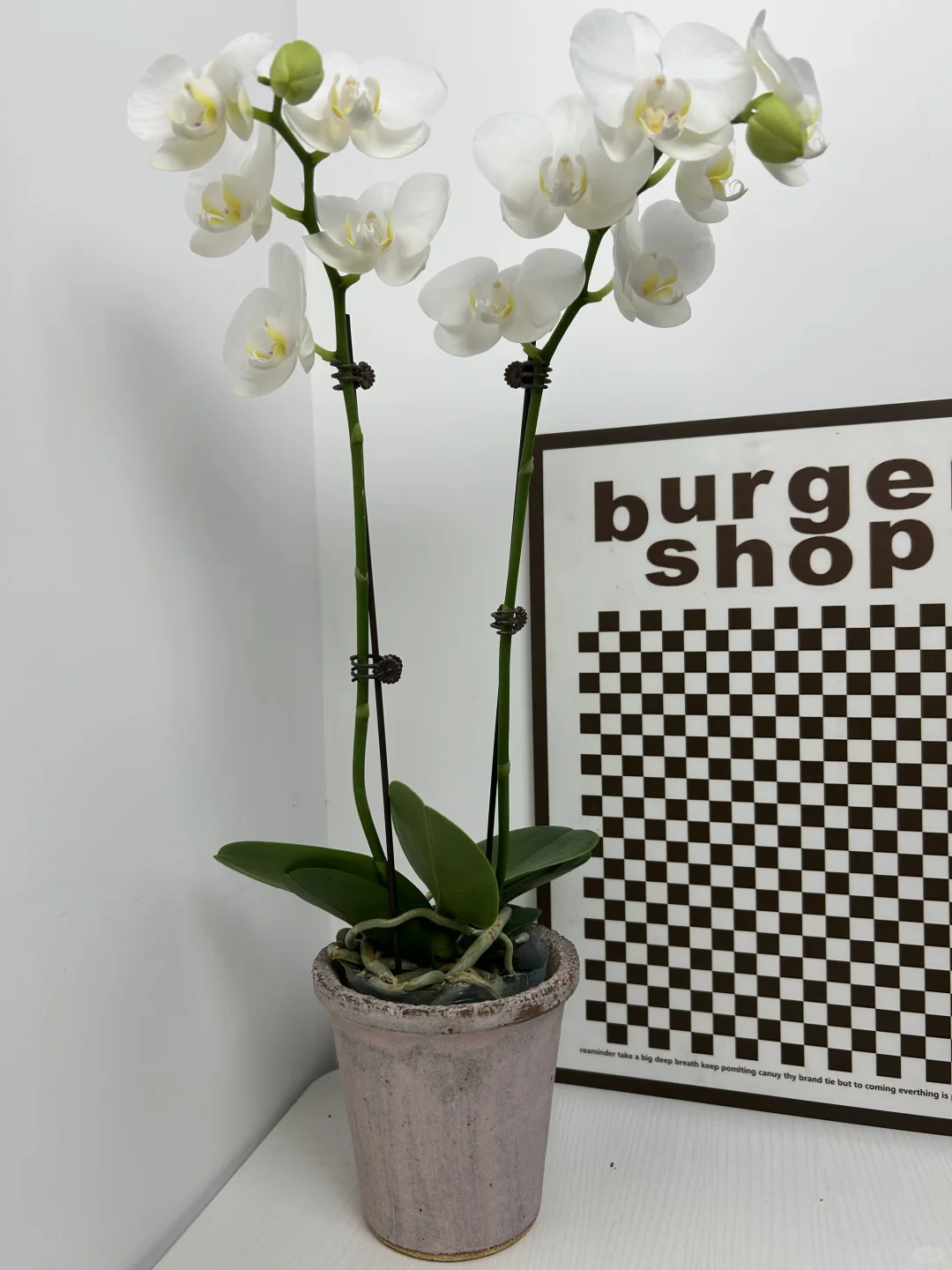 景德镇手作花盆｜把山野搬进家