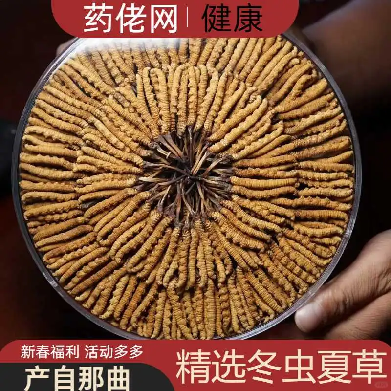 专业的那曲野生冬虫夏草供应商