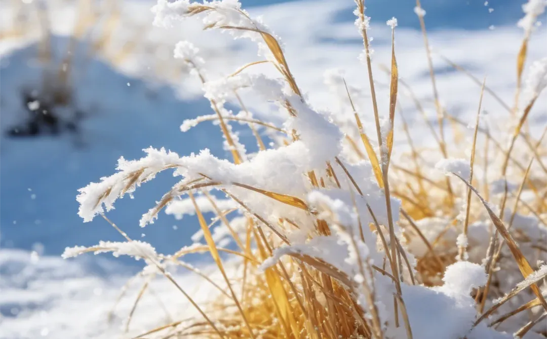 暴风雪来临，牧场的“暂停键”才是真正智慧