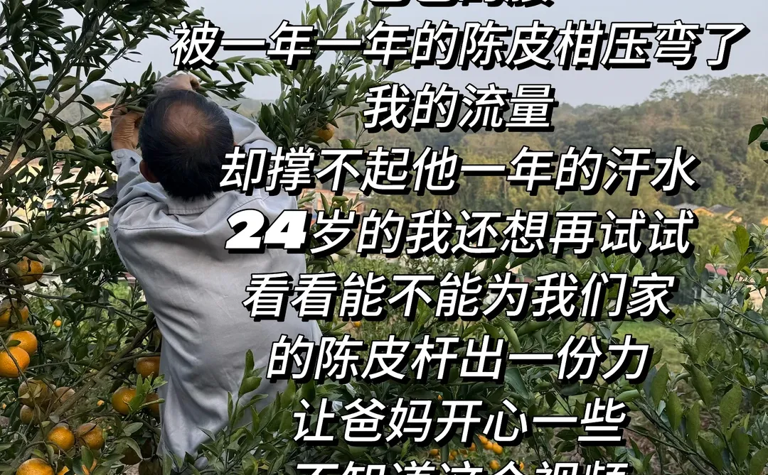 希望爸妈用汗水浇水溉的茶枝柑能走出大山
