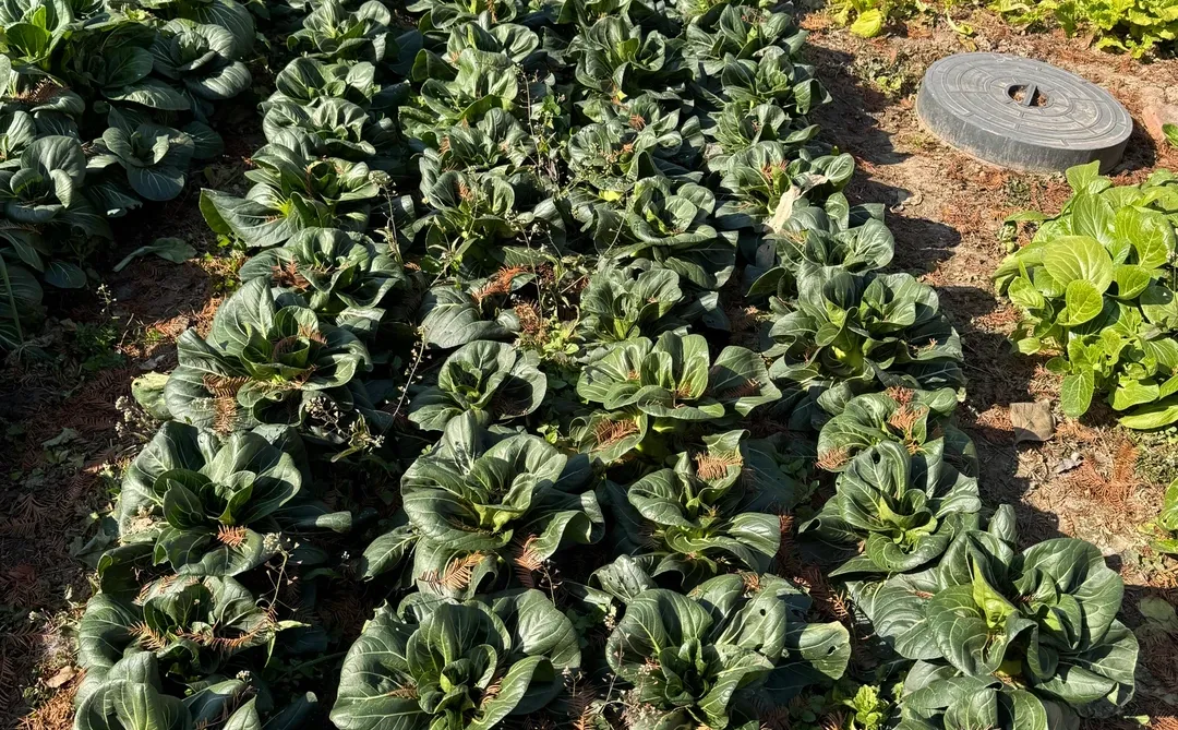 90后种菜上瘾了根本吃不完。