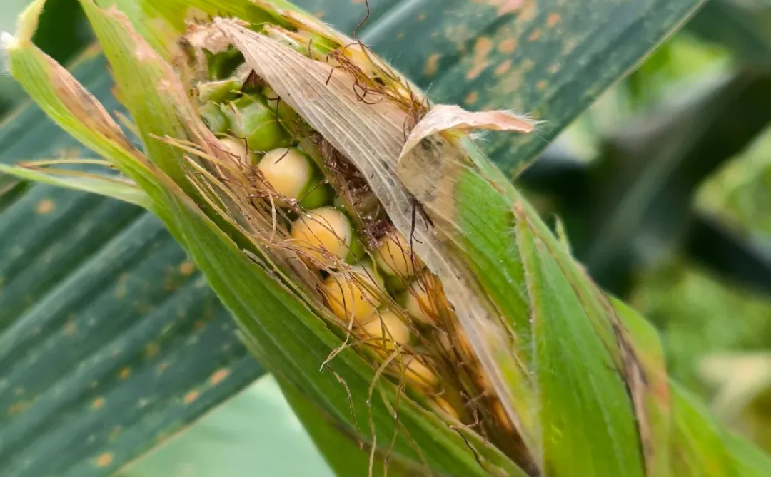 90后学种地，首次种的山西笨玉米