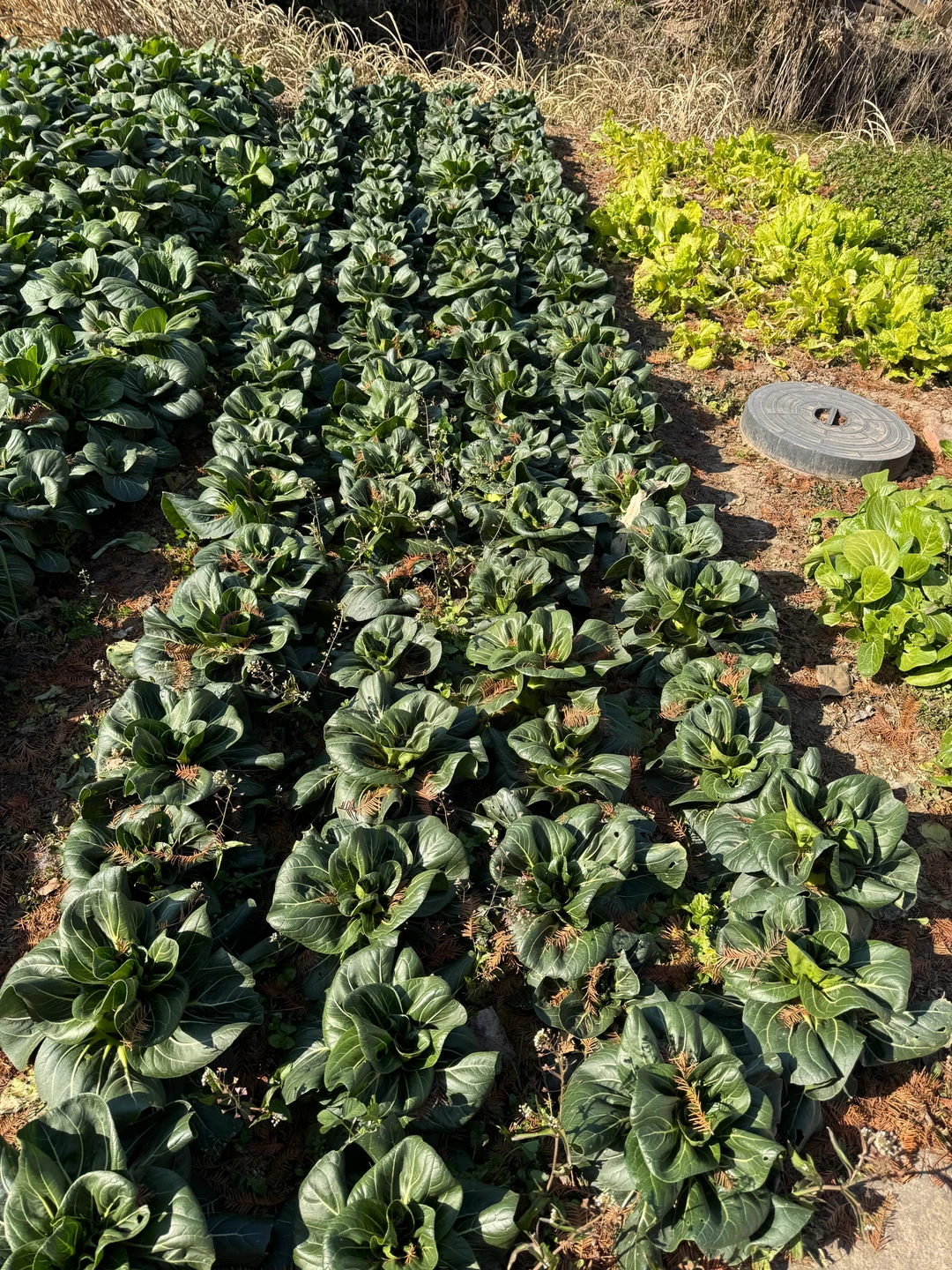 90后种菜上瘾了根本吃不完。