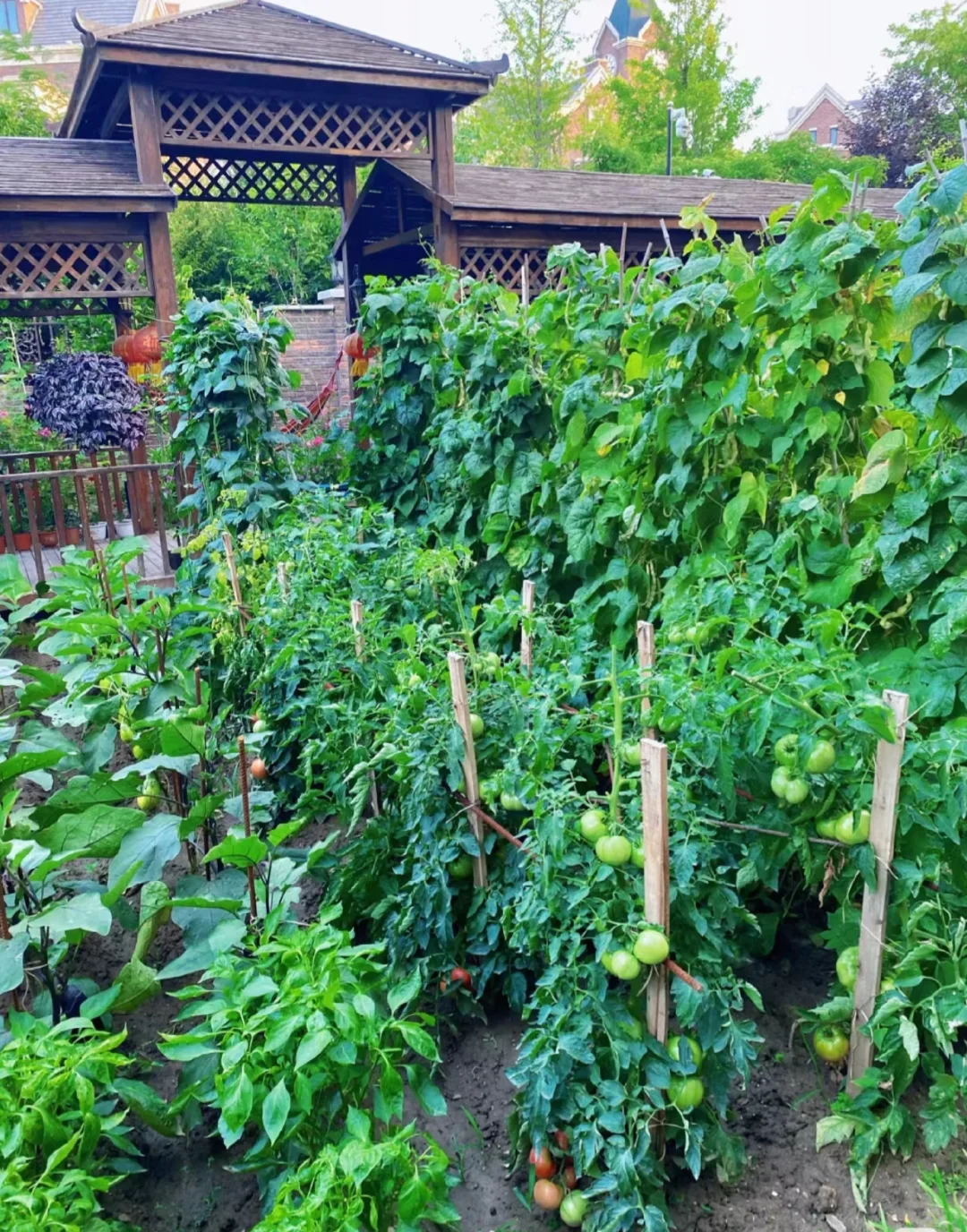 逃离内卷，在菜园寻一方宁静天地