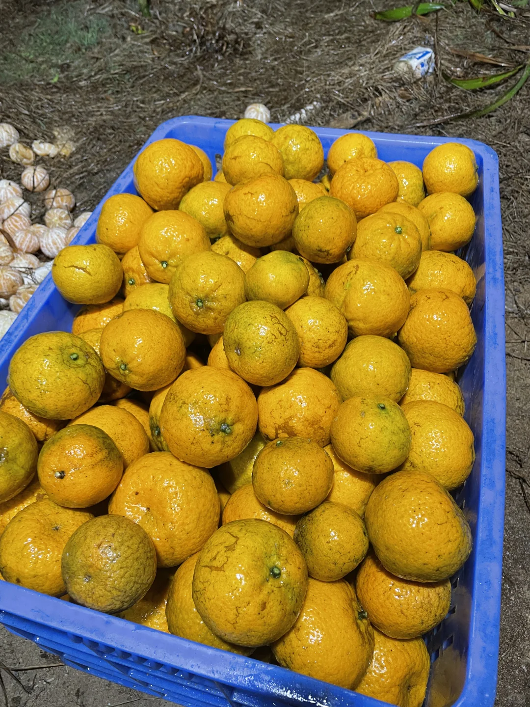 摘不完！?陈皮柑根本摘不完！