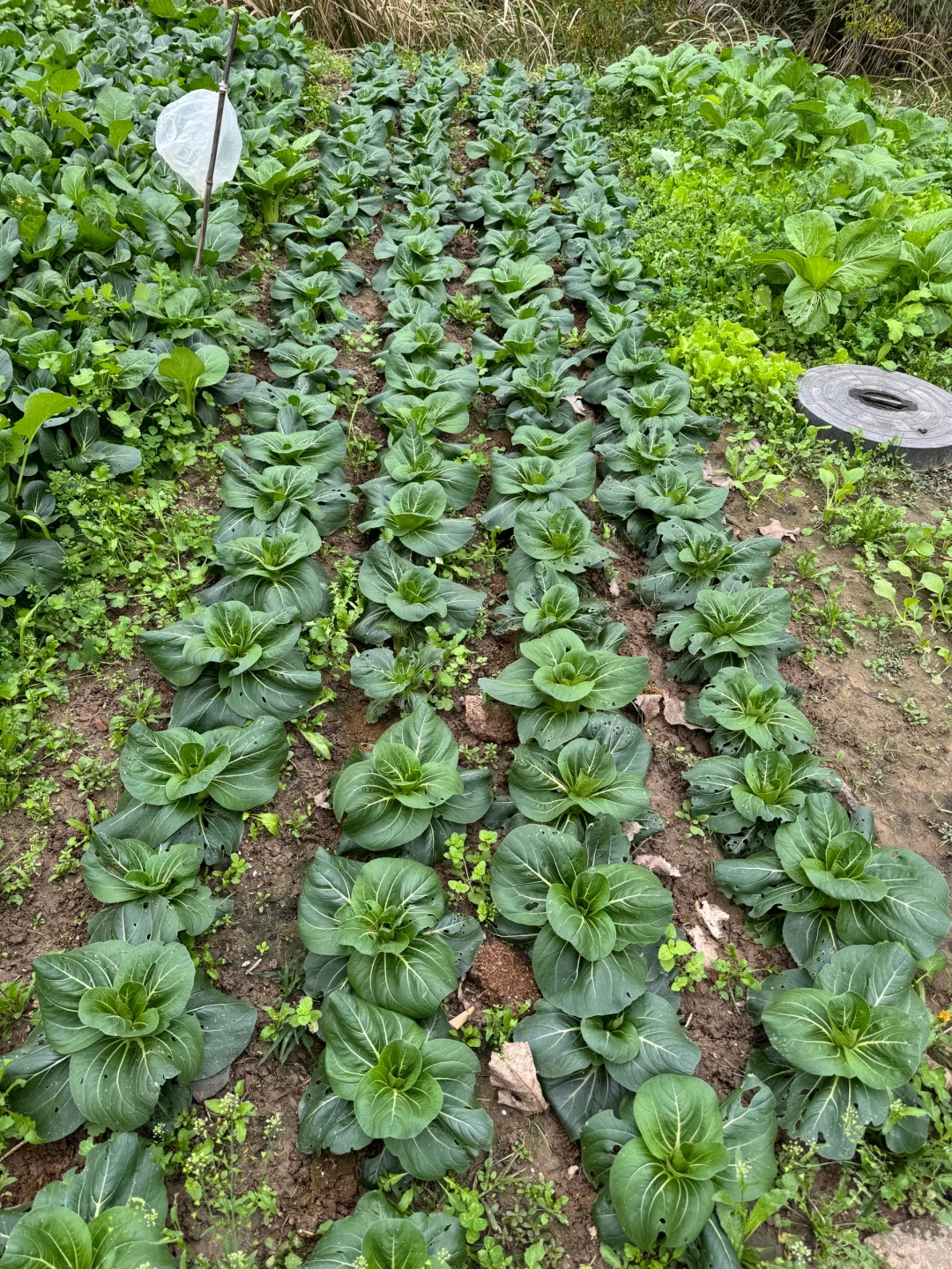 90后种菜上瘾了根本吃不完。