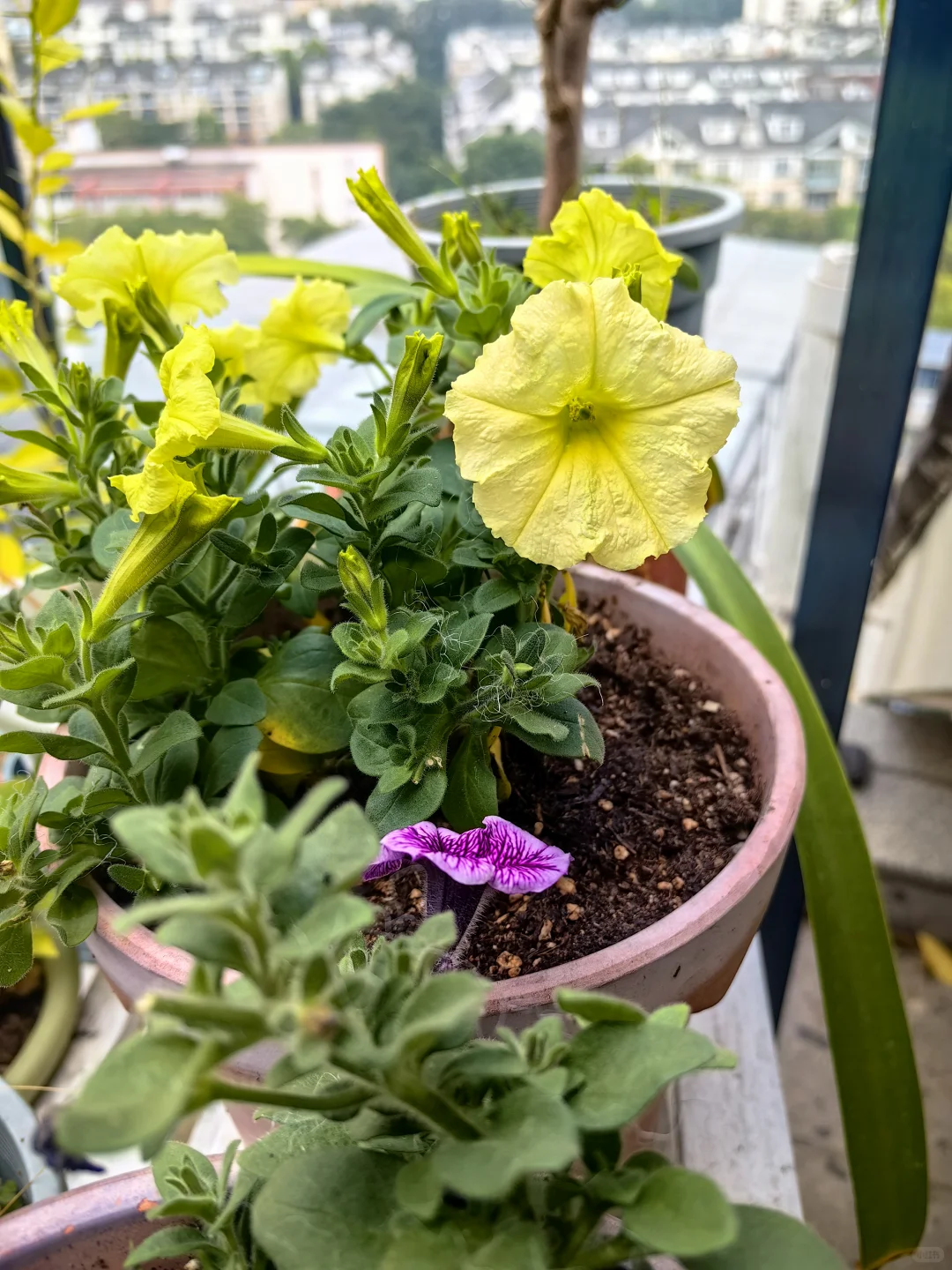 农业不只是供给食物，也提供情绪价值！