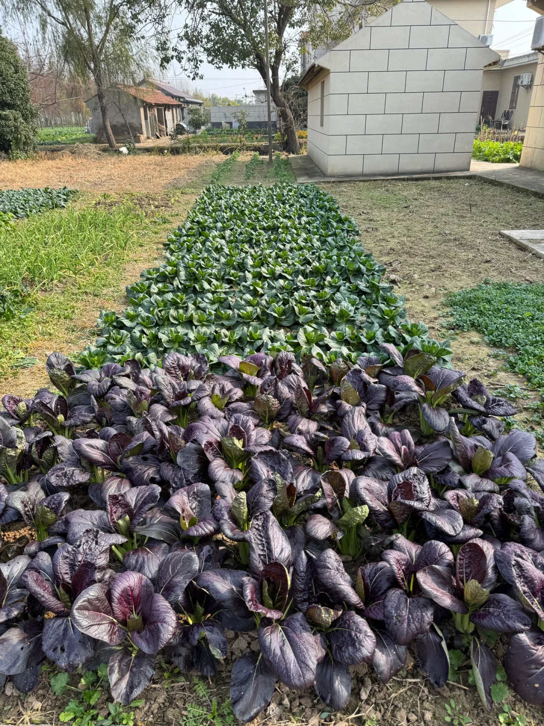 90后种菜上瘾了根本吃不完。