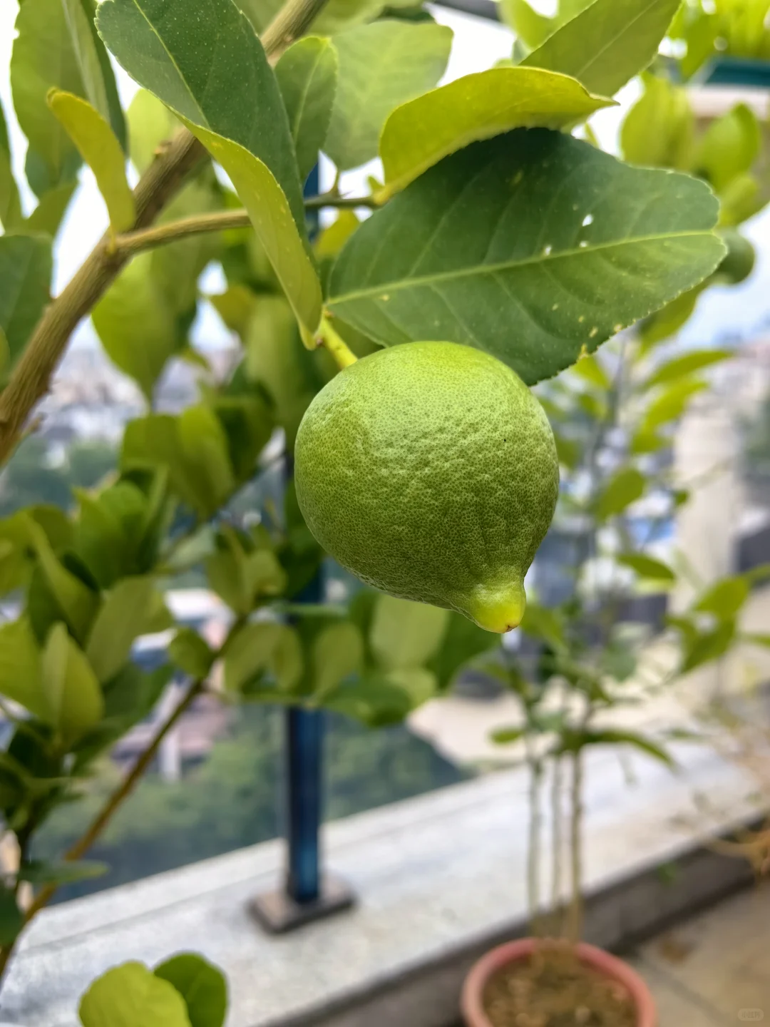 农业不只是供给食物，也提供情绪价值！