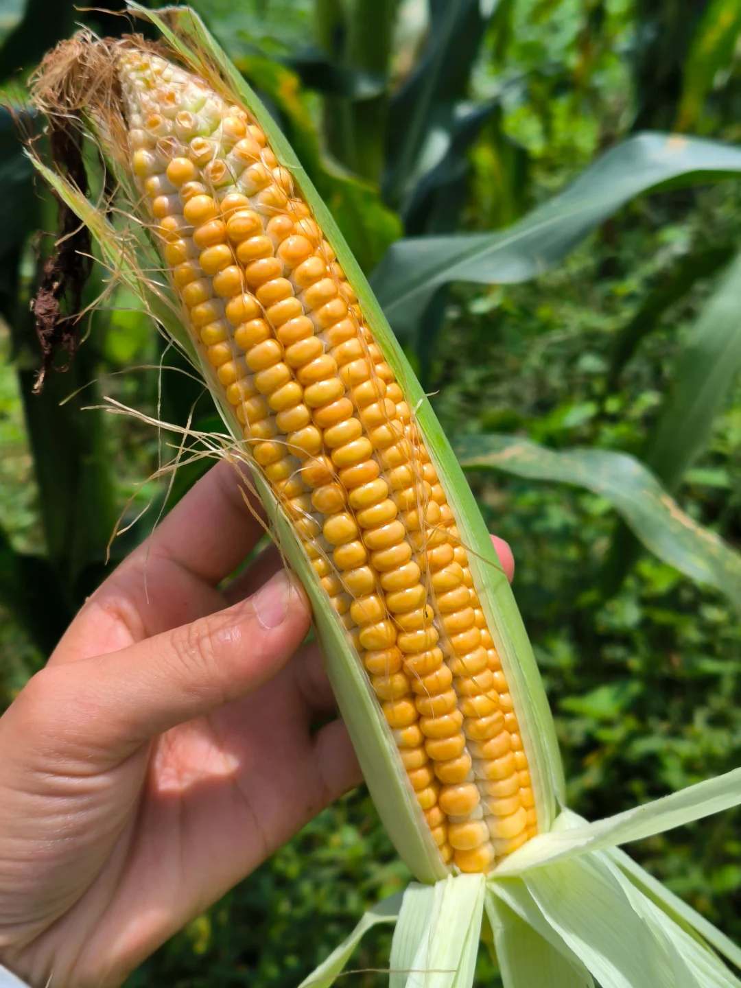 90后学种地，首次种的山西笨玉米