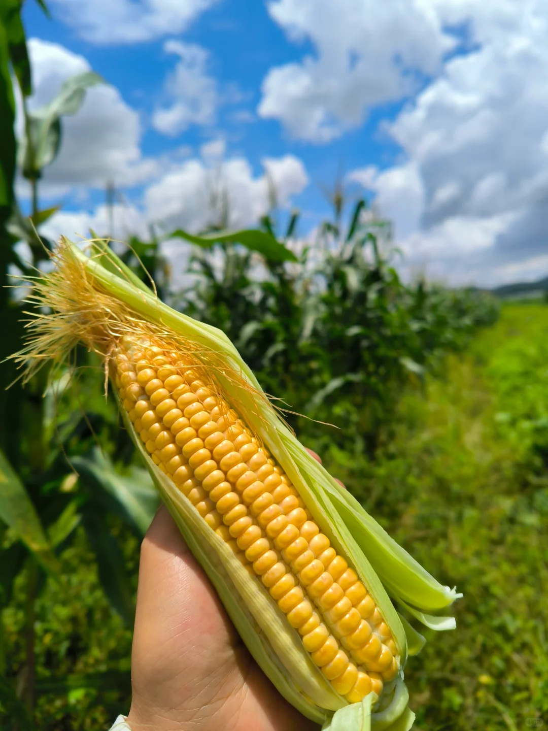 90后学种地，首次种的山西笨玉米