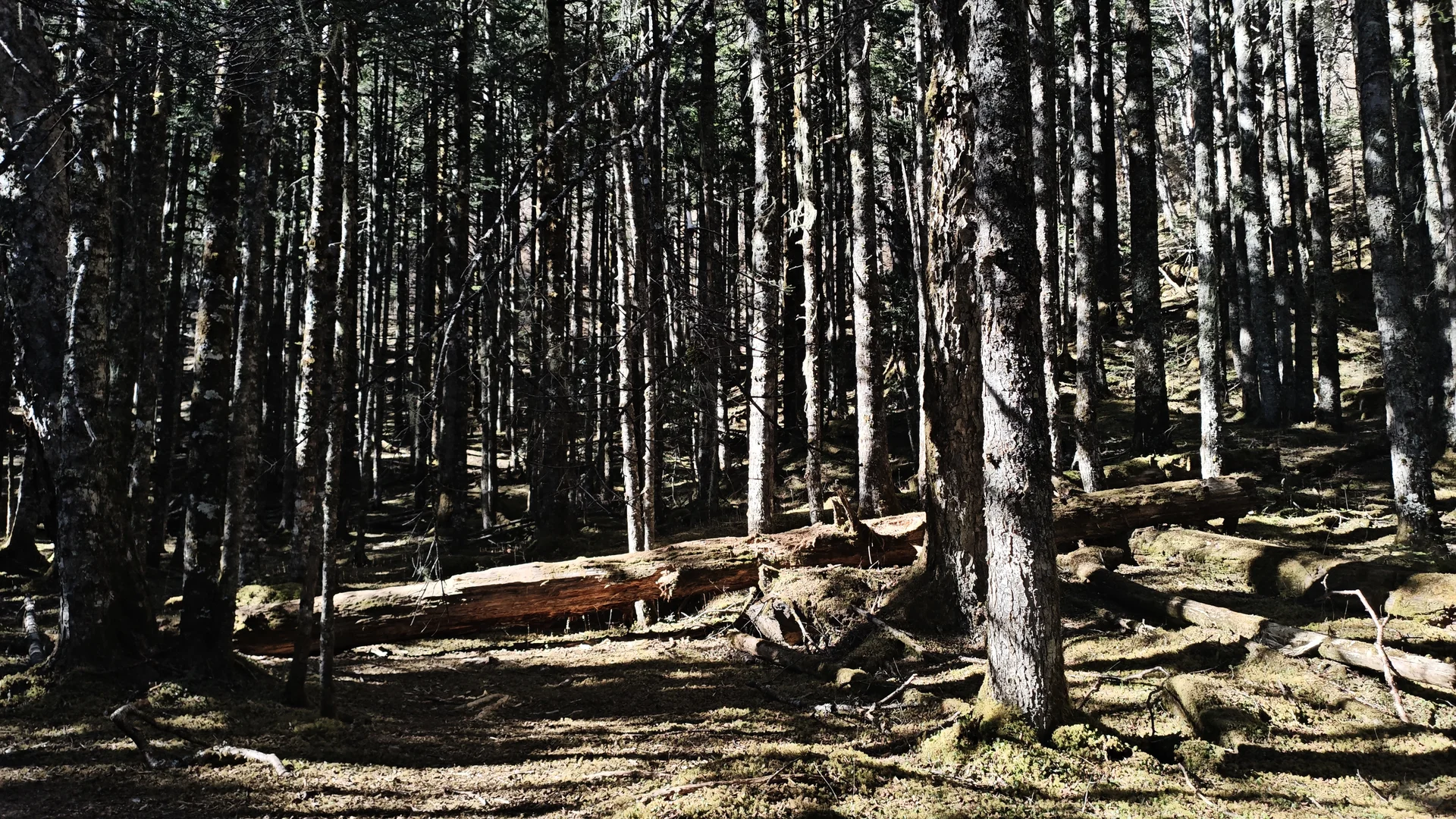 雨崩徒步Day2-冰湖切尼色：雨崩河溯源