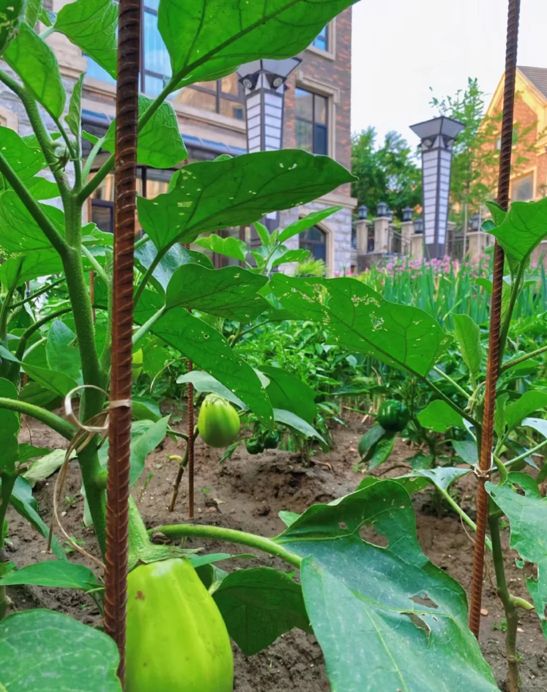 逃离内卷，在菜园寻一方宁静天地