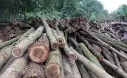 桉树收购合作共赢