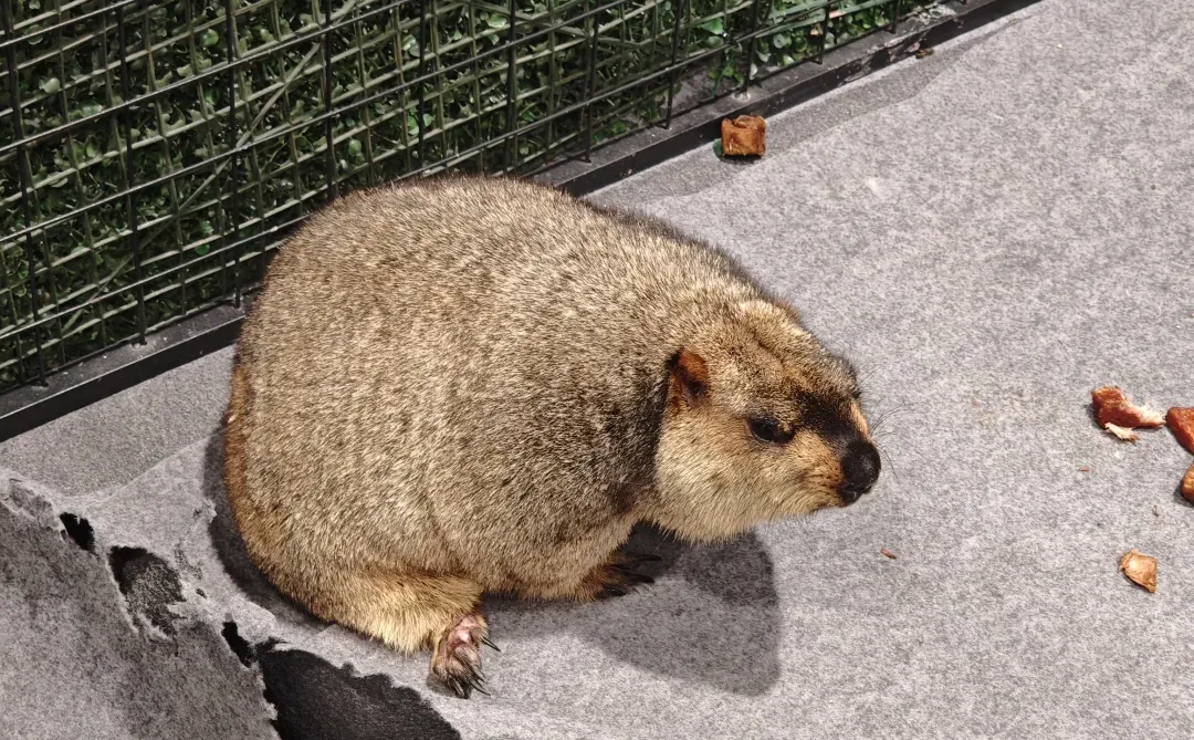 世界宠物展览会好多小可爱