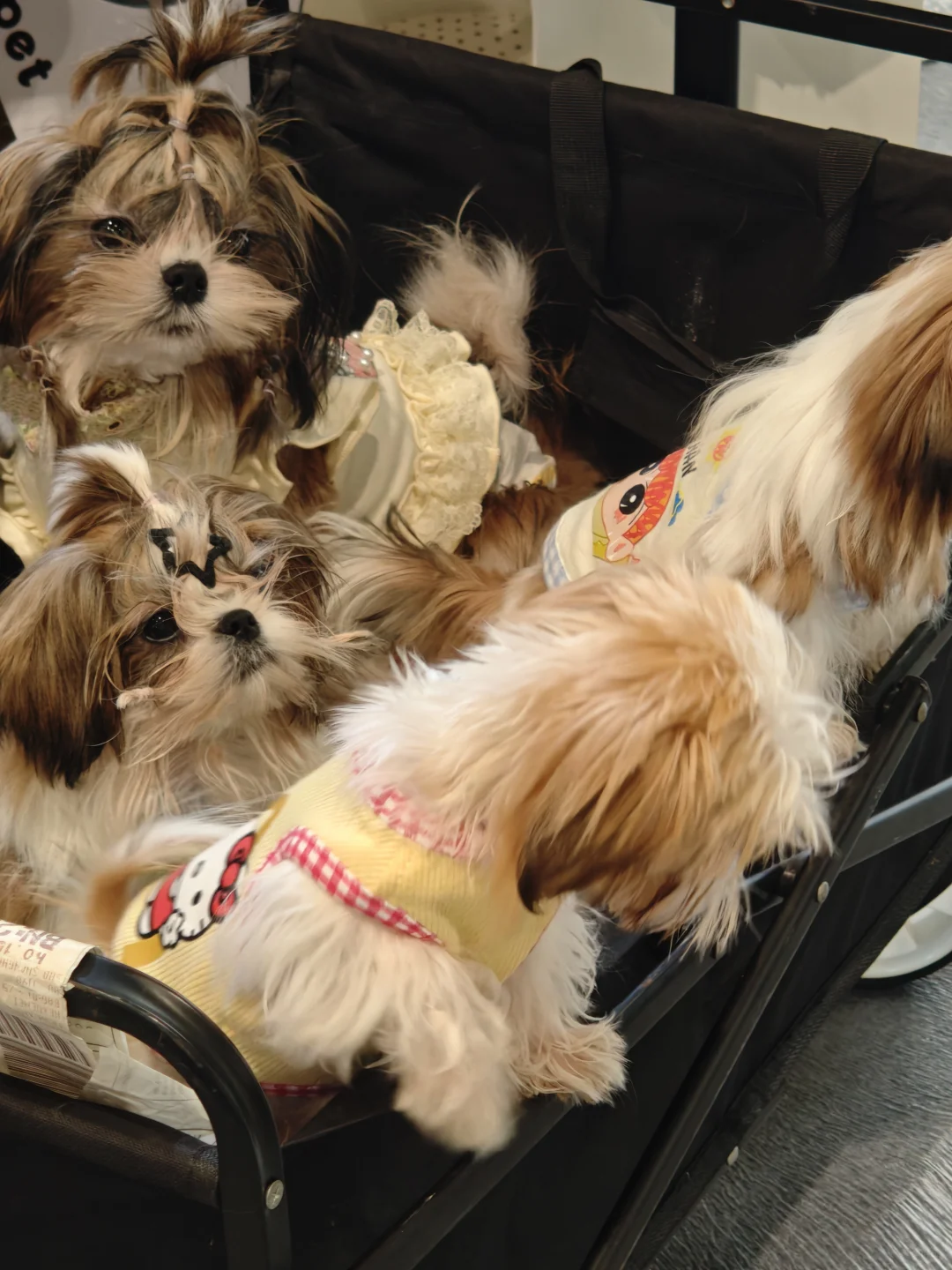 世界宠物展览会好多小可爱