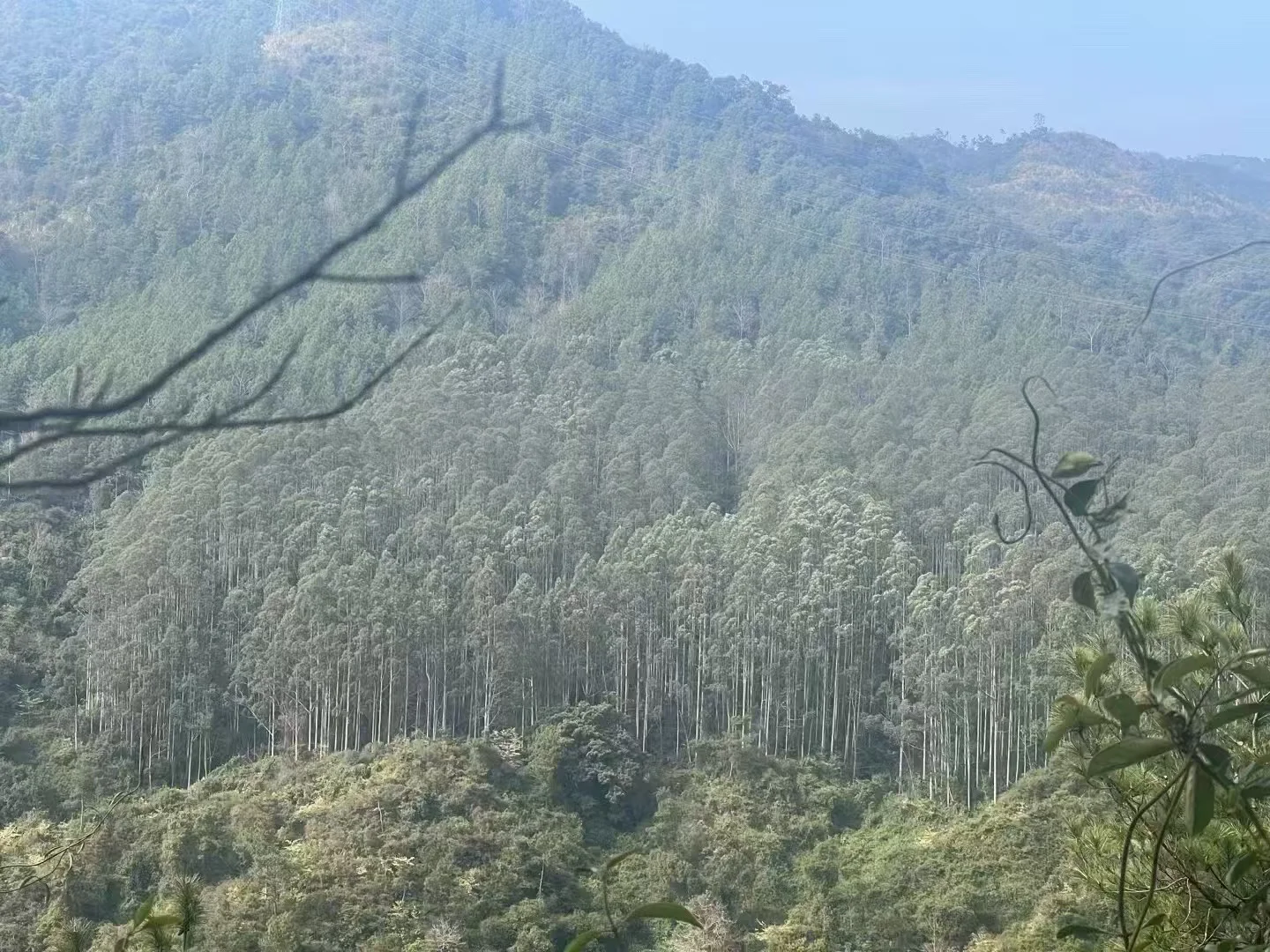 桉树收购合作共赢