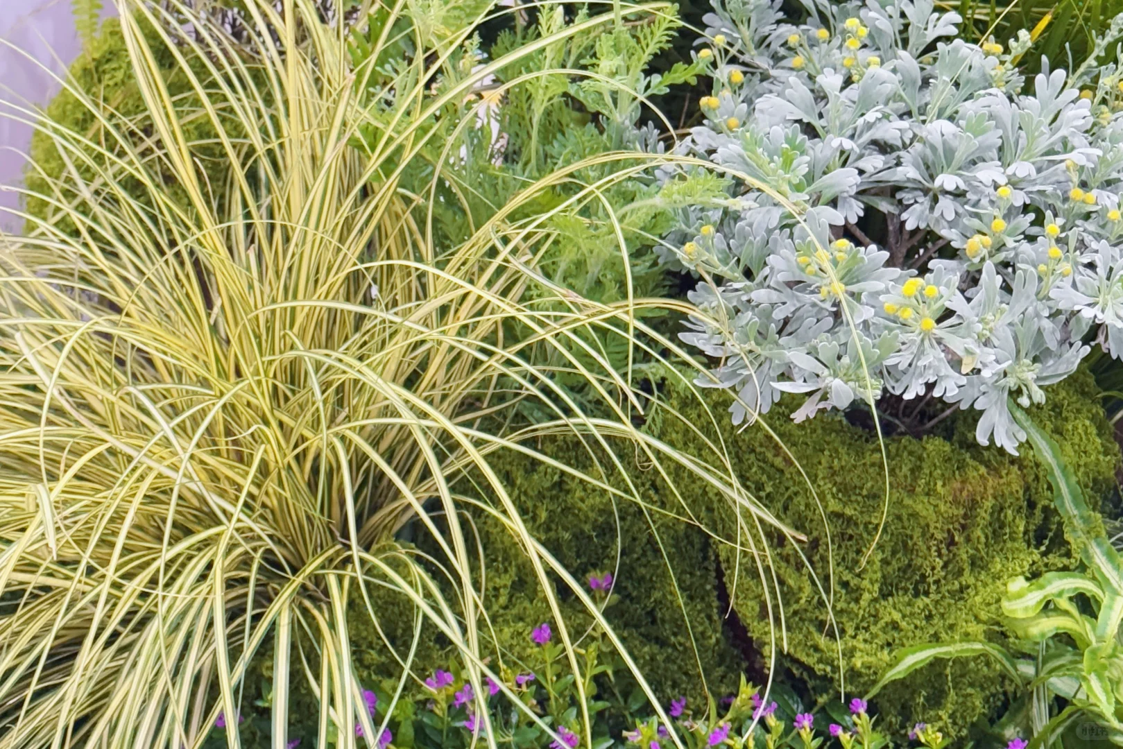 【把一座苔藓岛屿，搬进了疗愈展】