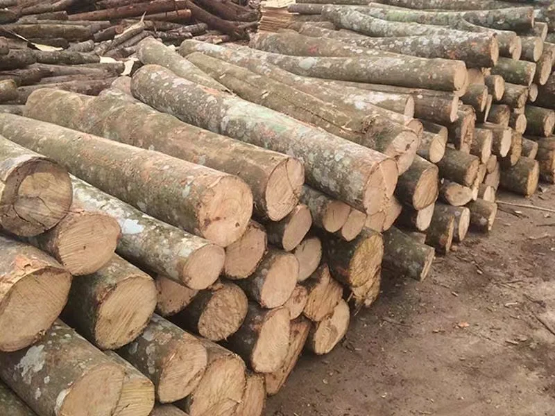 桉树收购合作共赢