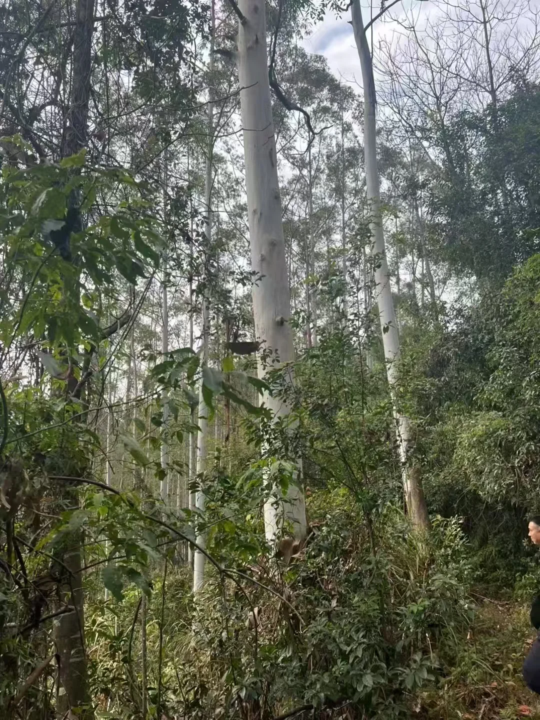 桉树收购合作共赢