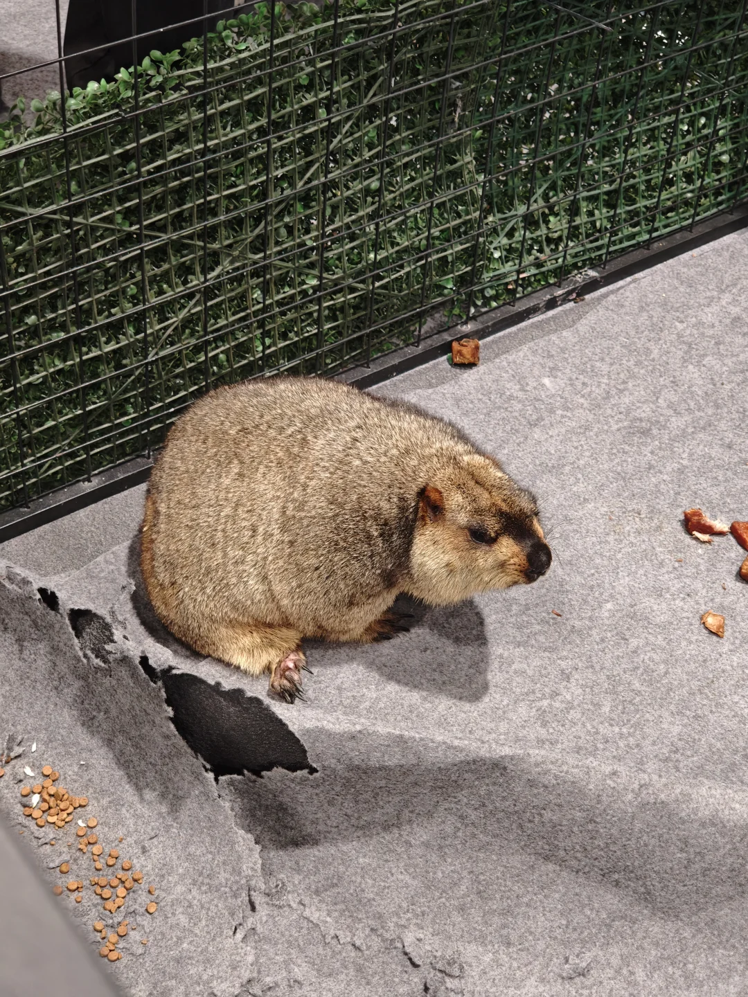 世界宠物展览会好多小可爱